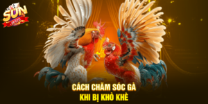 Cách chăm sóc gà khi bị khò khè