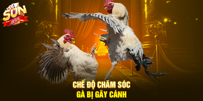 Chế độ chăm sóc gà bị gãy cánh
