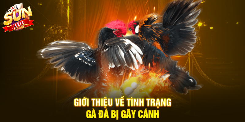 Giới thiệu về tình trạng gà đá bị gãy cánh